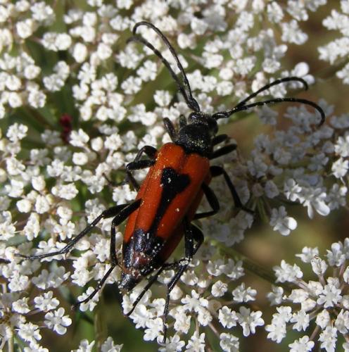 Stictoleptura cordigera
