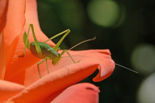 Leptophyes punctatissima