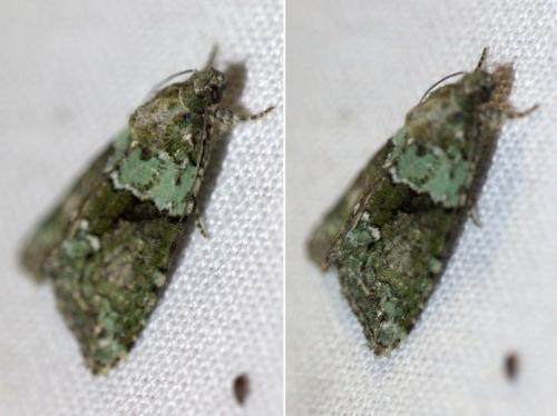 Réf. 125 232 : Cryphia algae