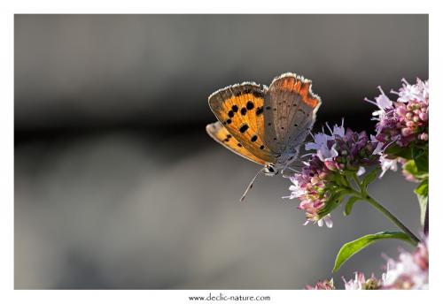 Réf. 125 659 : Lycaena phlaeas