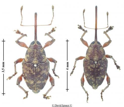 Curculio betulae