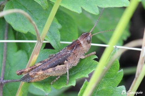 Réf. 125 123 : Chorthippus vagans vagans