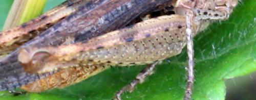 Chorthippus vagans vagans