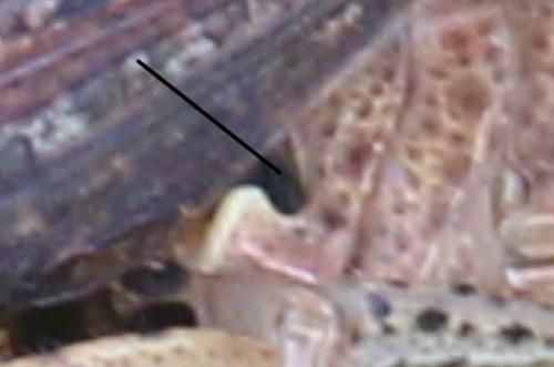 Chorthippus vagans vagans