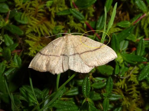 Réf. 125 251 : Cyclophora ruficiliaria