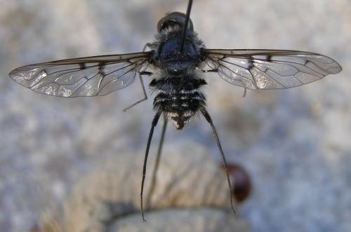 Anthrax sp.