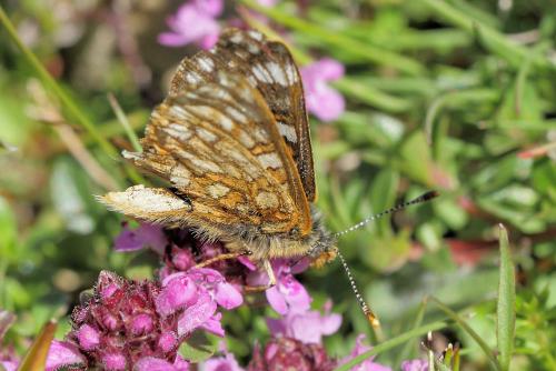 Euphydryas cynthia