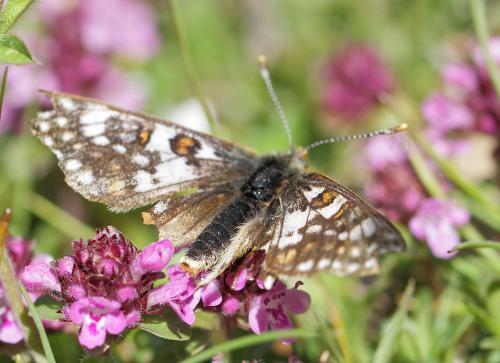 Euphydryas cynthia
