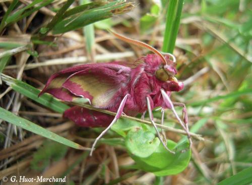 Réf. 125 602 : Deilephila porcellus