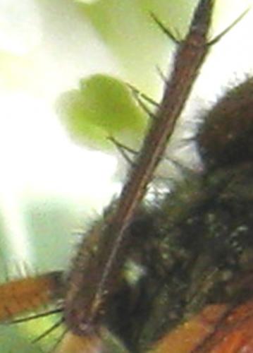 Phaonia angelicae