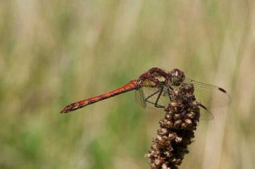 Sympetrum striolatum