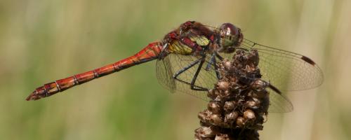 Sympetrum striolatum