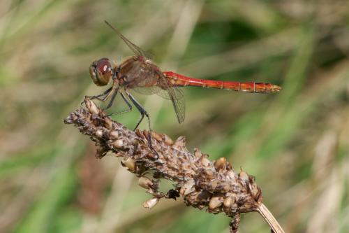Réf. 125 487 : Sympetrum vulgatum