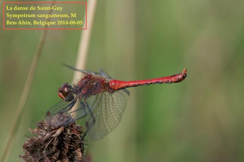 Réf. 125 825 : Sympetrum sanguineum
