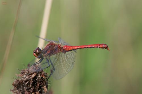 Sympetrum sanguineum