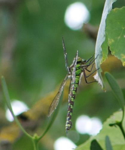Aeshna cyanea