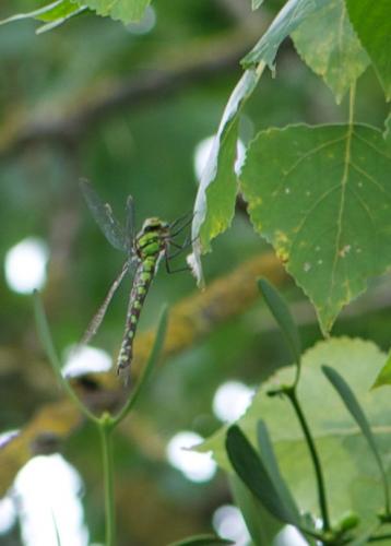 Aeshna cyanea