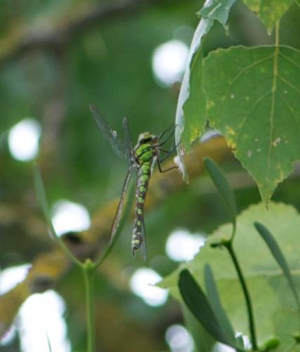 Aeshna cyanea