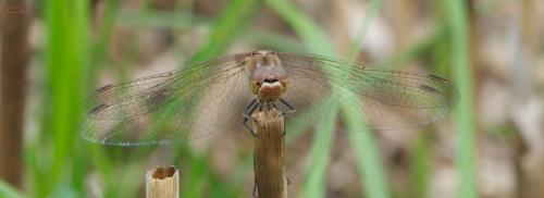Sympetrum vulgatum