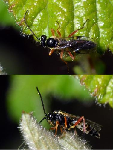 Diplazontinae