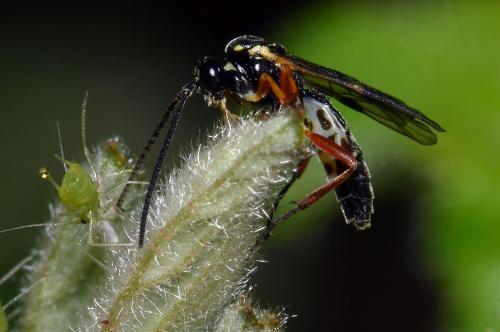 Diplazontinae