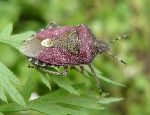 Réf. 125 367 : Dolycoris baccarum