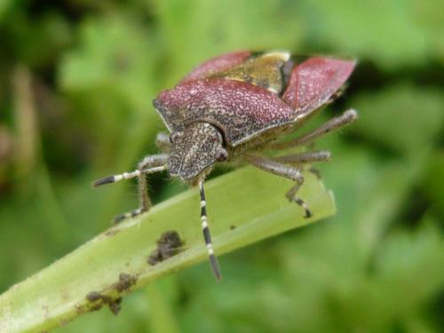 Réf. 125 369 : Dolycoris baccarum