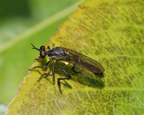 Dioctria sp.