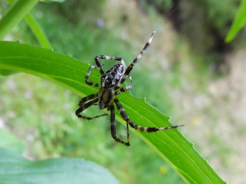 Araneus diadematus