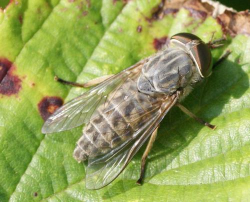 Réf. 125 836 : Tabanus bromius