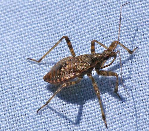 Réf. 125 009 : Himacerus apterus