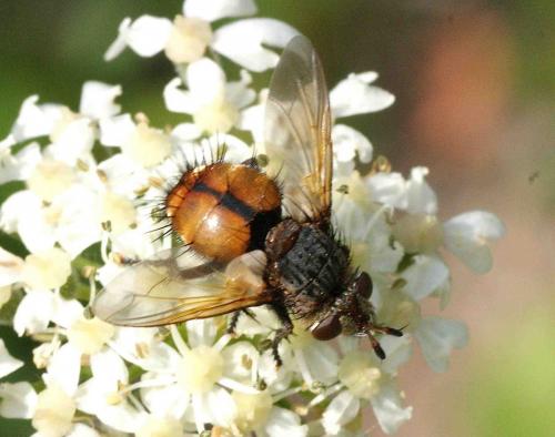 Réf. 125 832 : Tachina sp.