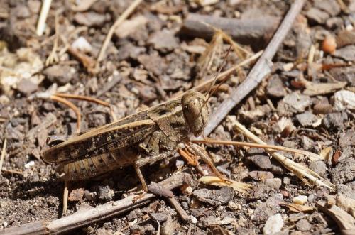 Calliptamus sp.