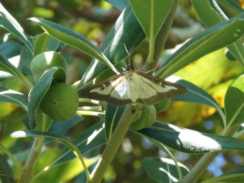 Cydalima perspectalis