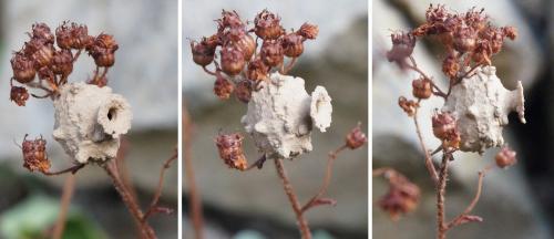 Eumenes sp.