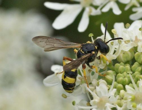 Réf. 125 510 : Cerceris rybyensis