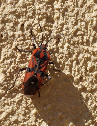 Spilostethus pandurus