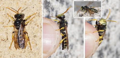 Cerceris flavicornis