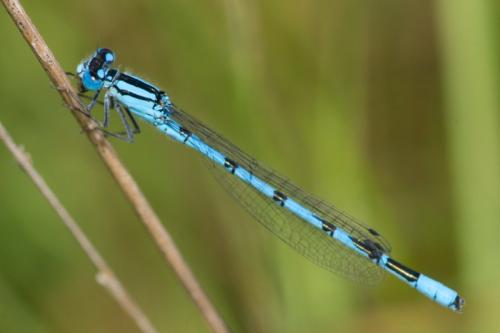 Enallagma cyathigerum