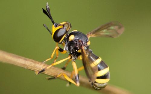 Conops scutellatus