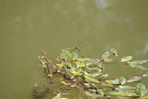 Réf. 125 015 : Anax imperator