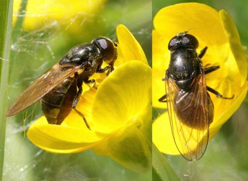 Cheilosia sp.