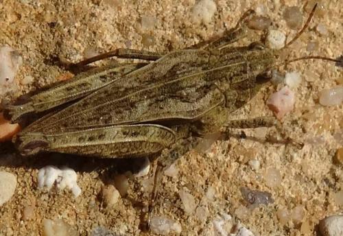 Tetrix sp.