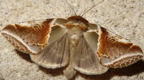 Réf. 125 529 : Habrosyne pyritoides