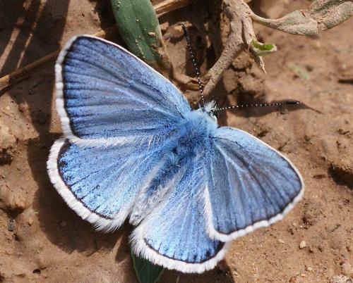 Réf. 125 311 : Polyommatus sp.