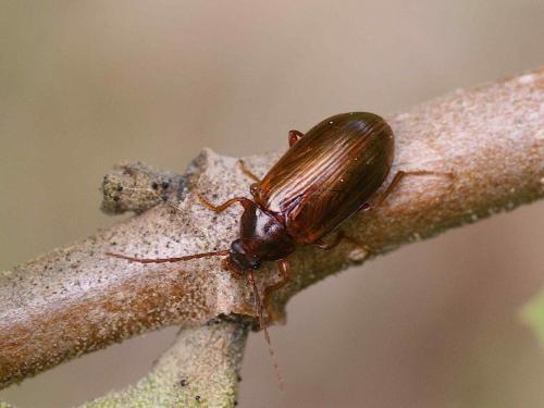 Réf. 125 032 : Gonodera luperus