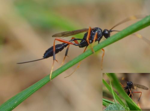 Réf. 125 898 : Cryptinae inconnu