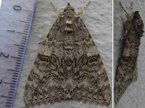 Réf. 125 888 : Catocala nupta