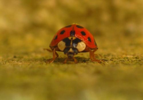 Harmonia axyridis