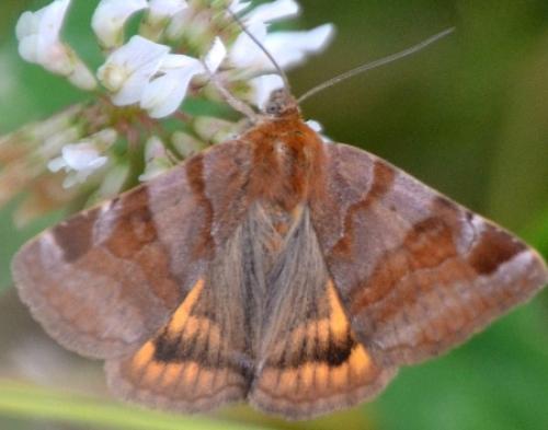 Euclidia glyphica